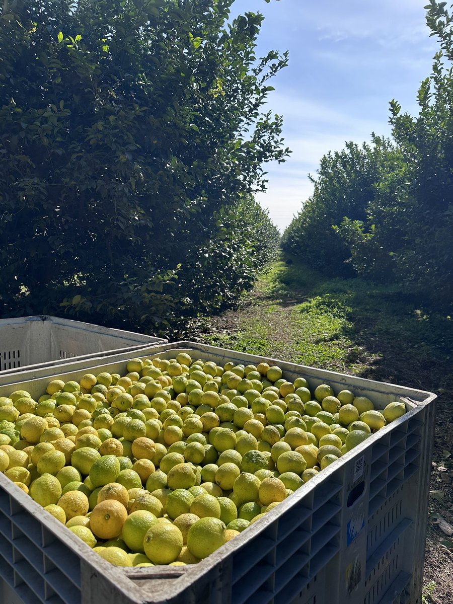 Sofia_Guigou's tweet photo. Ser productor implica: inversión en investigación, precisión y trazabilidad de producto, cuidado y consciencia de los recursos con los que trabajamos, que son los mismos tanto si producimos limones o granos. 

#agronegociosbayer @AgroBayerAR #diadelmedioambiente https://t.co/aZzPPUCGrq