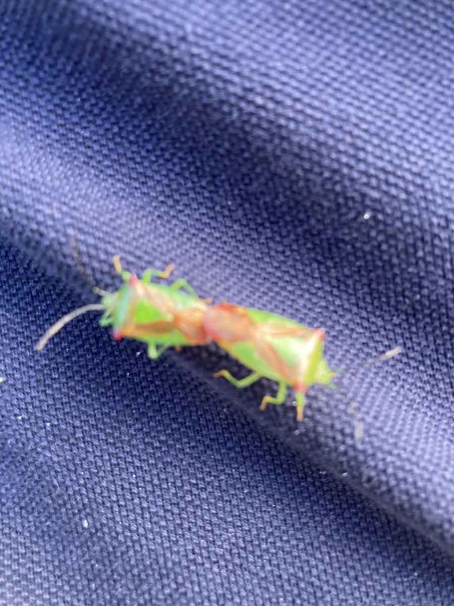 shotbert's tweet image. Spend the evening bashing Hawthorn llooking for hwathorn shieldbug with little luck and then a mating pair land on you