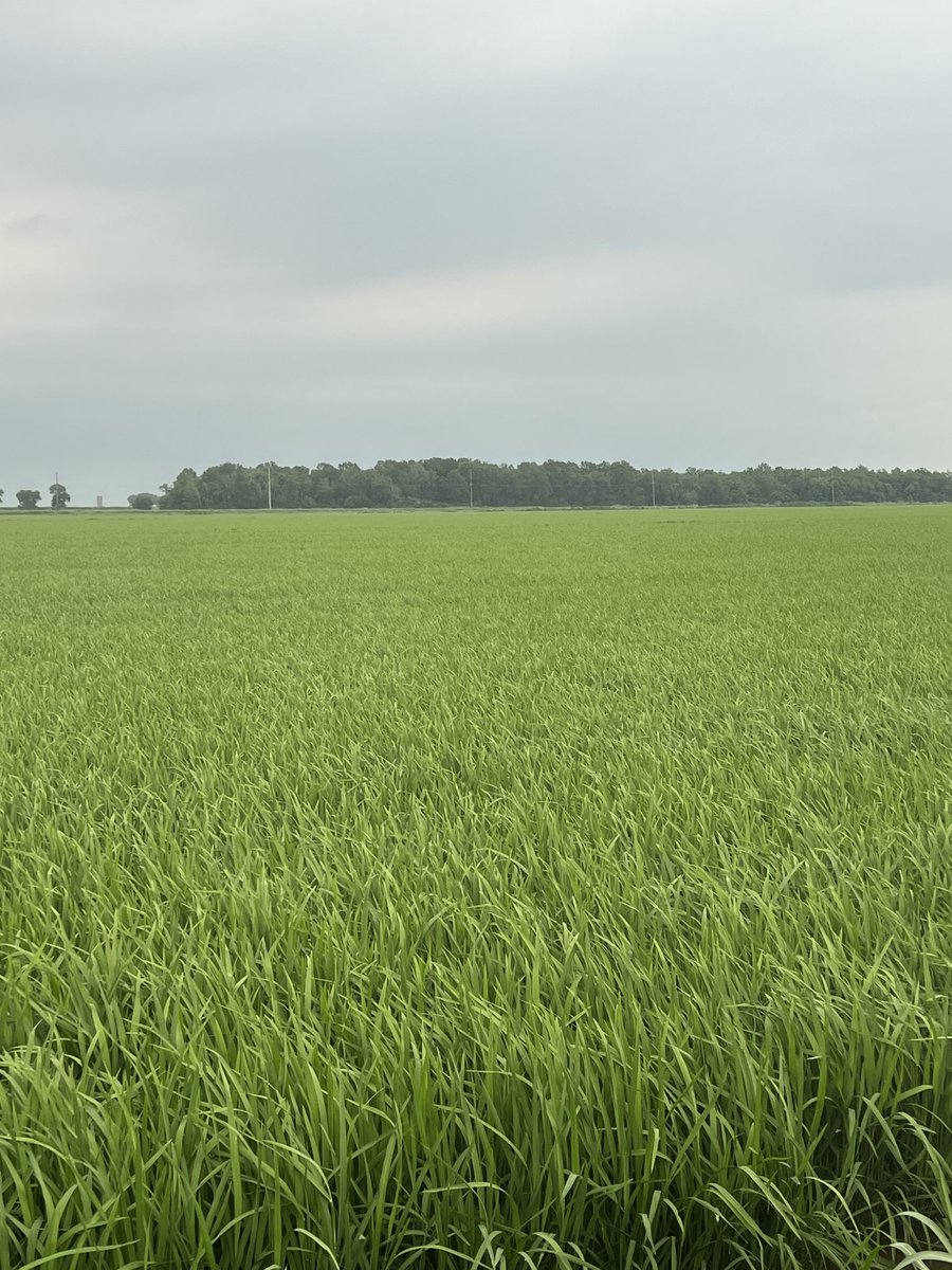 HorizonAgRice's tweet photo. @HorizonAgRice #Provisia PVL03 drilled March 1 at 58 lb/acre in Jeff Davis Parish, LA @LSUAgCenter @BASFAgProducts https://t.co/gYf0RABrZO