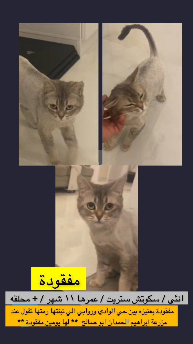 missingpetscare's tweet photo. الحالة: قطة مفقودة بتاريخ: يوم الأحد 
2 يونيو 2024
اسم المدينة: #عنيزة 
المكان:  مزرعة ابراهيم الحمدان ابو صالح 
الجنس: انثى
العمر: ١١ شهر
النوع: سكوتش ستريت
اللون:رمادي 
من يجدها يتواصل على: 0562923088

#قطط_عنيزة #قطط_القصيم  #قط_مفقود #قطط_مفقوده #تبنى_لاتشتري #تبنى_لا_تشتري 
  @aad_fs @Candle310 @Bnota1886 @Hneen_neen @Lamia1408 @resqueingcats  @nujod_07 @MissingCat4 @atheer_Osaimiii @ftomy2021 @qhfc61