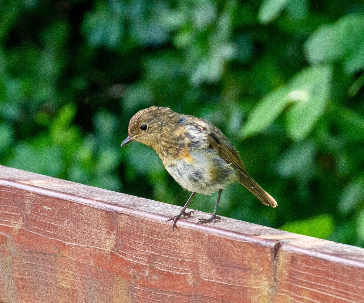 taylordon3's tweet photo. @RSPBEngland @BBCSpringwatch @RSPBDorset A young one starting to make its way in the world https://t.co/RqWqBTT15X