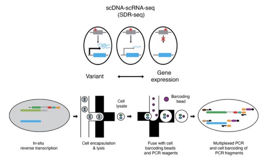 Been on a videos hiatus lately, in part bc we've been working hard to finish up our paper: 

We present a method called SDR-seq for targeted, simultaneous genotyping &amp; expression measurement in single cells!
