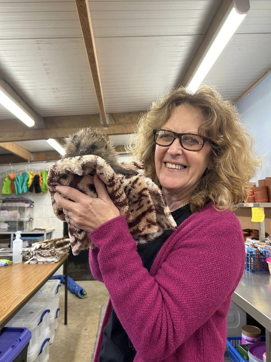 RescuePickering's tweet photo. To  all the Roger supporters, here he is! Weighing in at 697gms and almost  ready for release. Thank you to Deryn and all the volunteers and to all  those who support us and donated food for Roger and the other hogs. https://t.co/y4JjkAqHCc
