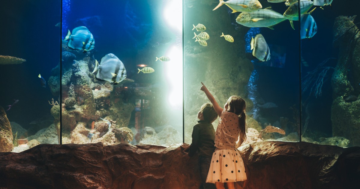 When children are out of school for the summer, what are you going to do to keep them occupied? Thanks to the Museums for All program, EBT and WIC cardholders can visit museums across VA for free or at a discount. Find the list of participating museums: museums4all.org