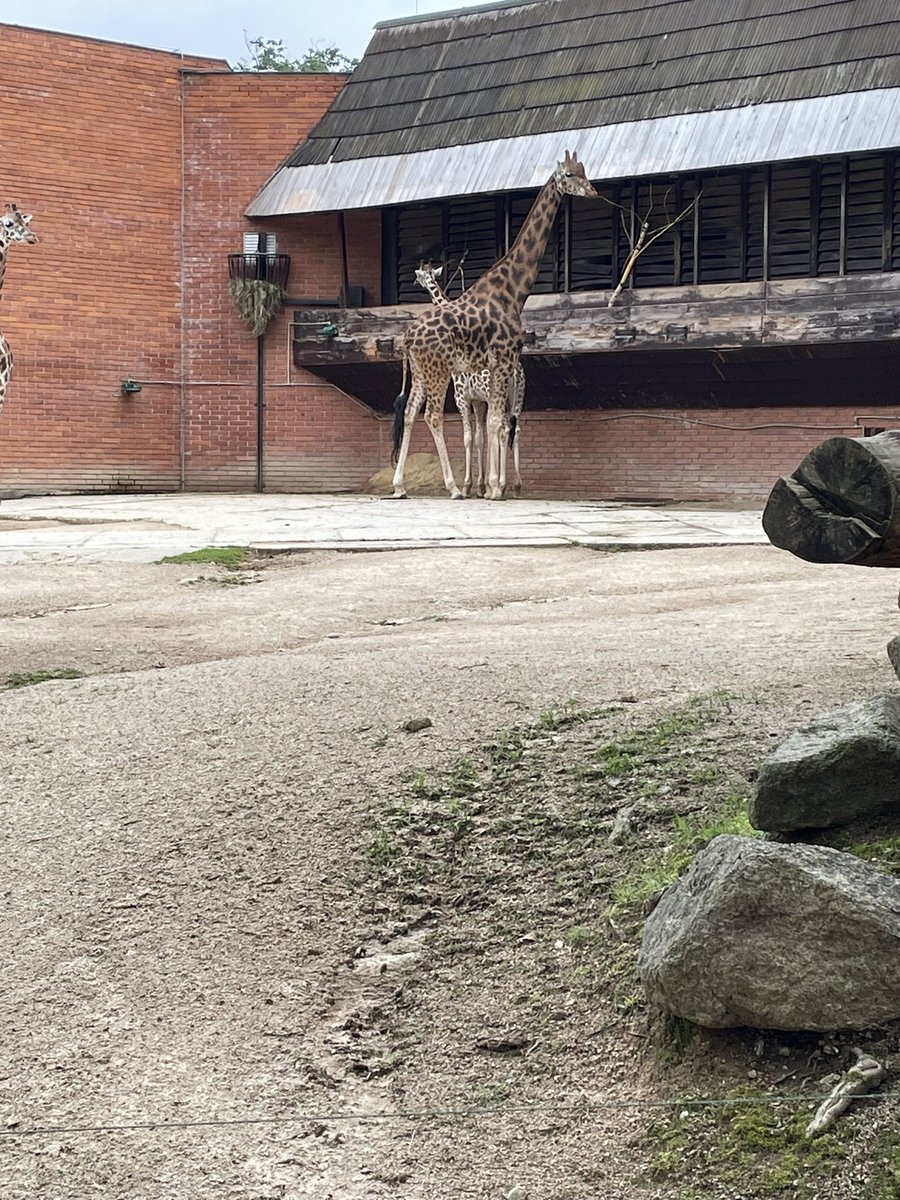 Incredible day at the zoo! 🦒🐅So much fun seeing these amazing animals. #ZooFun #WildlifeAdventure