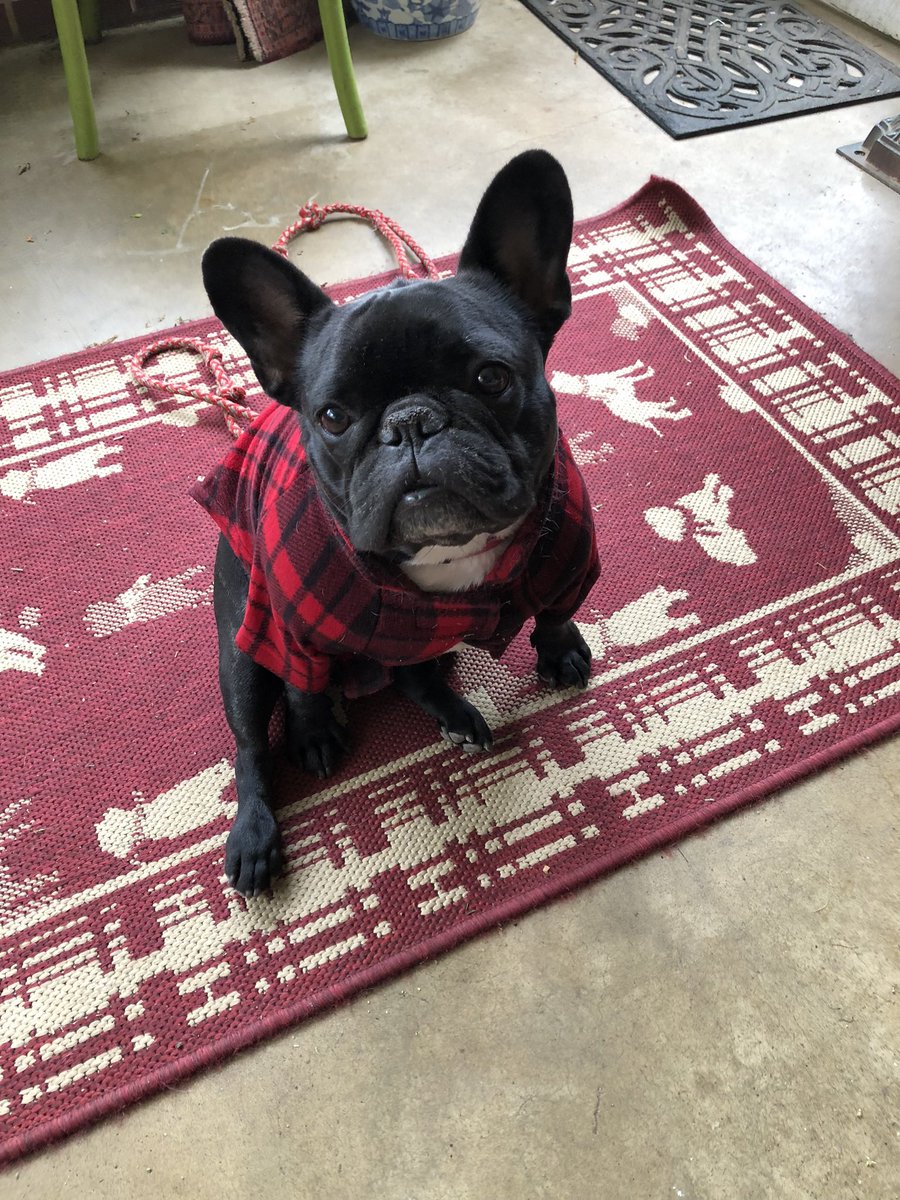 My beautiful girl passed away unexpectedly-heartbroken doesn’t seem to convey how I feel. Rest in Peace my sweet baby #frenchies