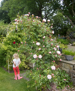 HTrail2019's tweet photo. This garden is an informal cottage garden created nearly 20 years ago from a pub car park with more enthusiasm than knowledge!   Borders are varied (some dry out easily, others stay wet) so have morphed over the years using plants that can survive!   1/2 https://t.co/bQhlDc6vHb