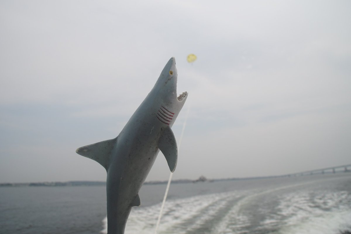 duckalorangeld's tweet photo. @EdwardJDavey @YoungLibDems1 Ok bear with me, I’ve got a new stunt idea about the campaign soaring to new heights.  No, @MilkmanMeme put away those scissors.  

@DannyVet: you get to deal with the shark if it turns up ;) 

#campaignreachesnewheights
#floatingvoters

#winninghere https://t.co/5nWhj5mYsQ