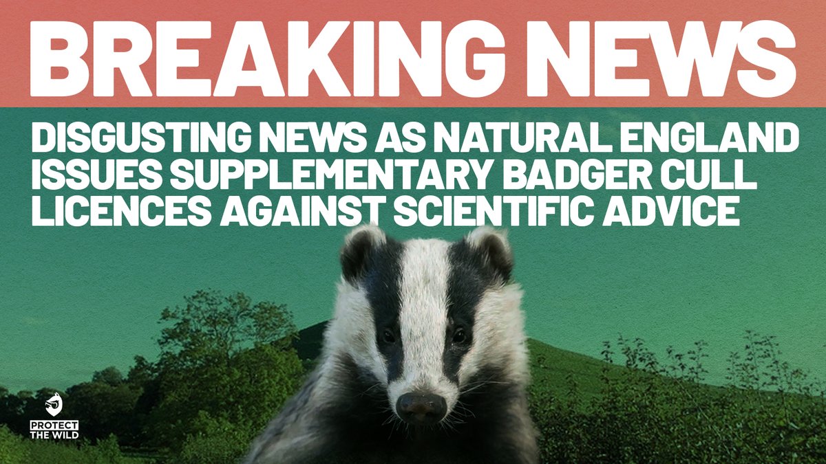 Protect the Wild (@protectthewild_) on Twitter photo Disgusting news as <a href="/NaturalEngland/">Natural England</a>
issues supplementary badger cull licences against its own scientific advice.
NE's board has overruled advice NOT to cull and ordered badger killing to go ahead in 17 existing and 9 unnamed new zones. Disgusting news as <a href="/NaturalEngland/">Natural England</a>
issues supplementary badger cull licences against its own scientific advice.
NE's board has overruled advice NOT to cull and ordered badger killing to go ahead in 17 existing and 9 unnamed new zones.
