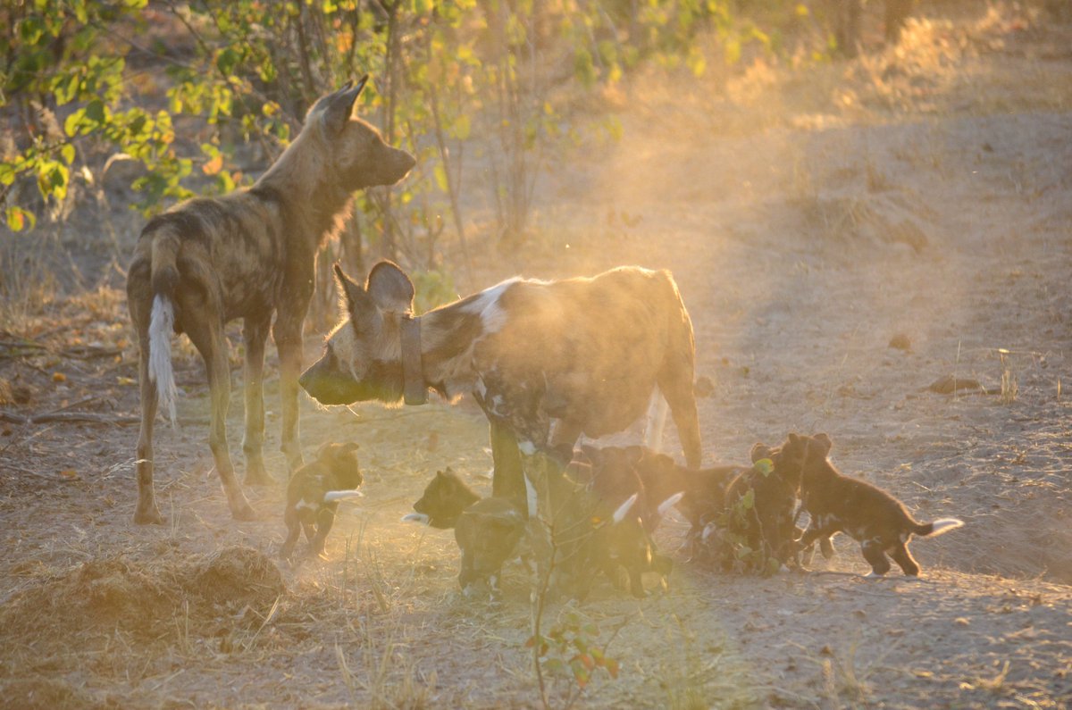 The African wild dog; the species that triggered the motivation to build the ACW. 

Their unique coat patterns are relatively easy for people to differentiate, but a big challenge for our algorithms.

Now we can, so get involved!

#machinelearning #ai #tech4good