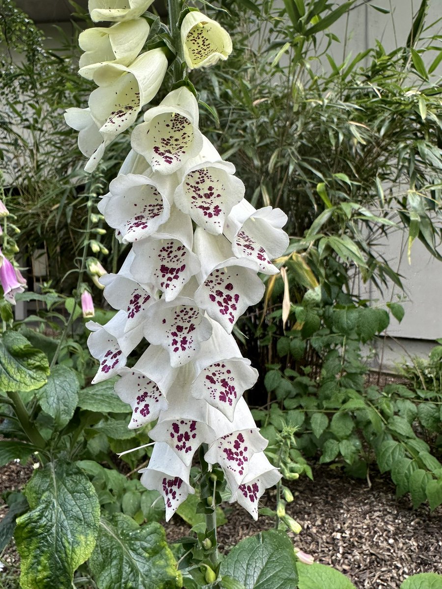 tifemi11's tweet photo. Foxglove

📸: Me 

#NaturePhoto #Norwich #nature #NaturePhotography #walking https://t.co/6WtCfgjCDD