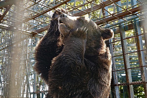 Four Paws urgesSlovenian authorities to takeimmediate action to rescue bears suffering and dying in captivity. So far Slovenian authorities have refused to confiscate the bears held in a private zoo for over 30 years. One bear named Felix recently died. 
worldanimalnews.com/four-paws-call…