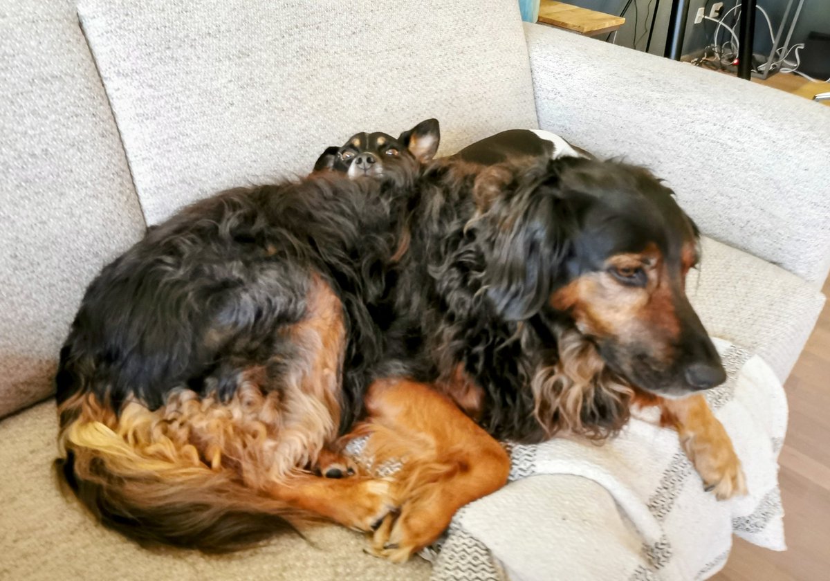 SnowSimply's tweet image. Beste maatjes.. ❤️