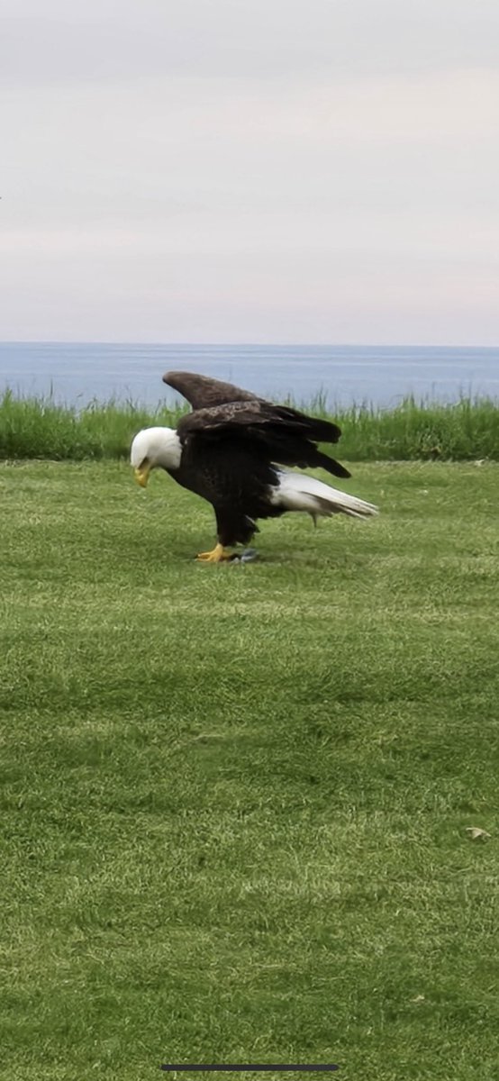 Mike Magwood tweet media