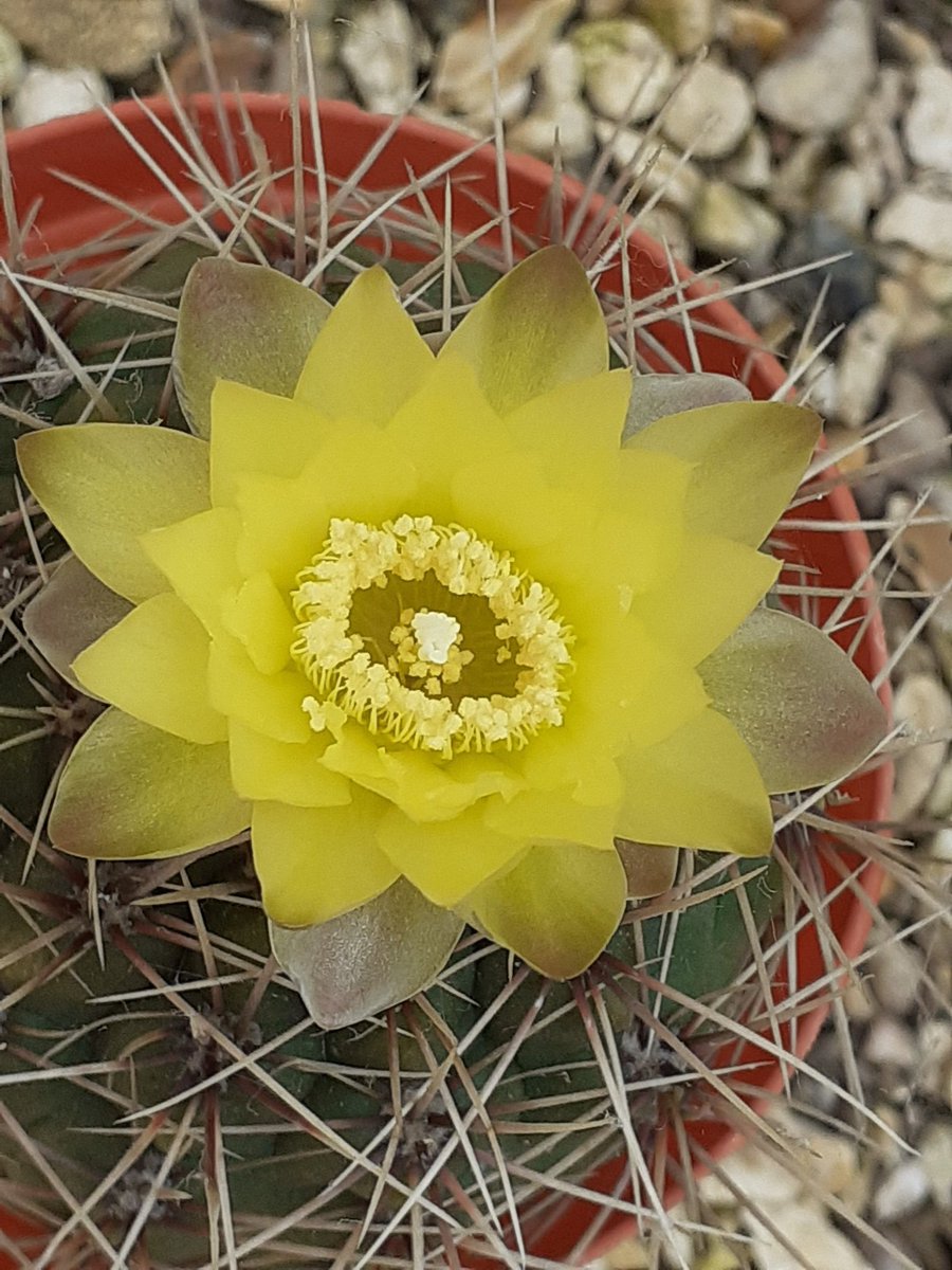 A sunny Gymnocalycium andreae grandiflorum in the greenhouse today.