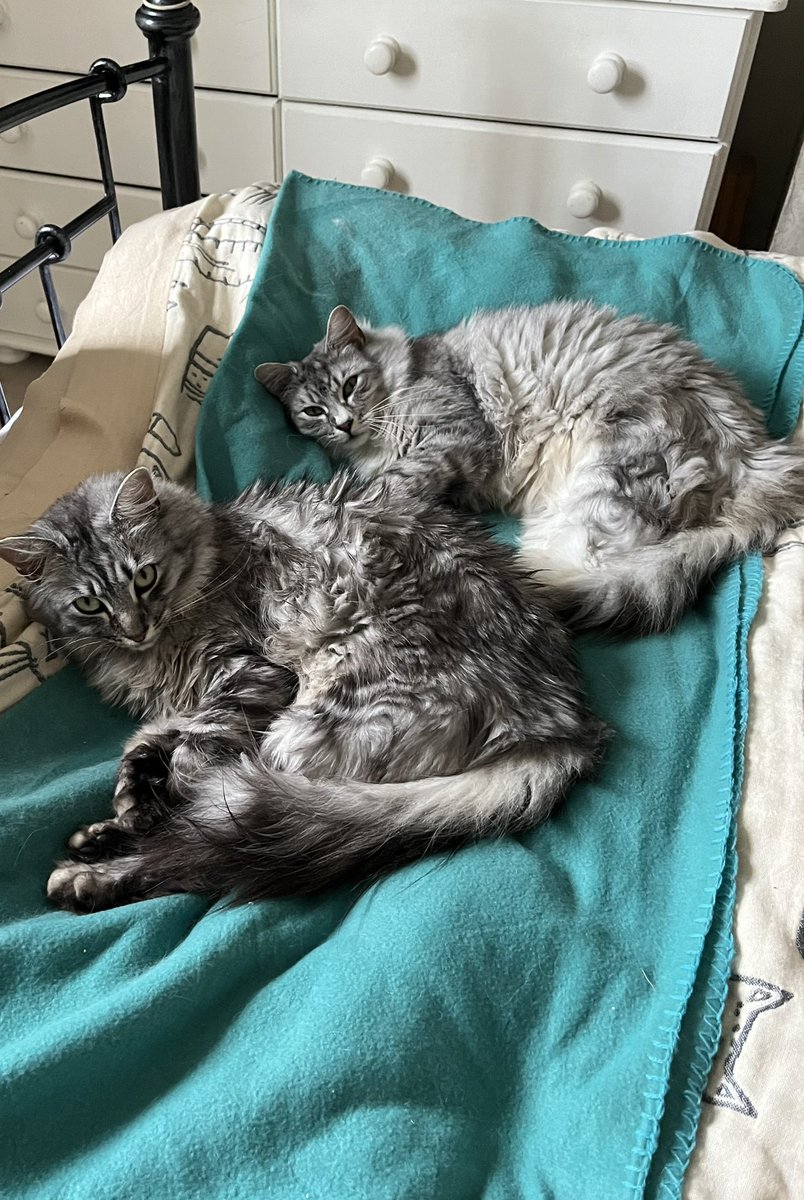 Anne Allen tweet media