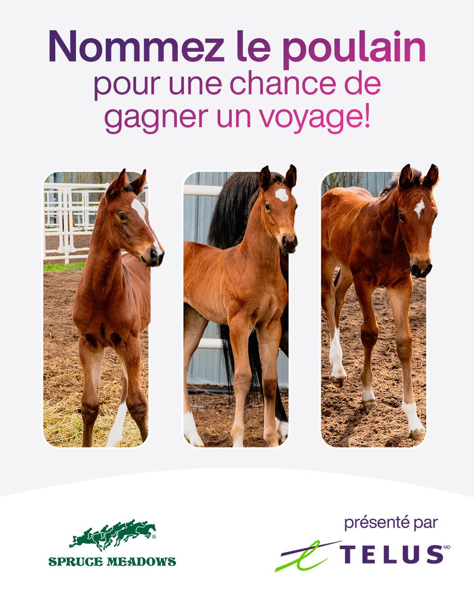 Stevehammond's tweet photo. Aidez @Spruce_Meadows à nommer les nouveaux poulains et courez la chance de gagner un voyage au Tournoi des Maîtres de Spruce Meadows de 2024 à Calgary! Consultez le règlement complet du concours et participez-y à https://t.co/a5QloddhYX #NommezLesPoulains #ÉquipeTELUS https://t.co/2gjFzNgdPn