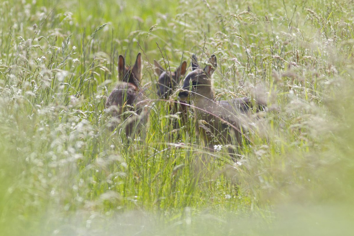 Op Tholen kwam boswachter Jos een reegeit met drie kalfjes tegen. 
#Boswachtersgeluk
#Prachtfoto