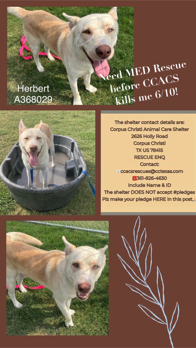 🆘🛟INJURED STRAY‼️ HERBERT #A368029 3 yo male Husky mix Hurt right rear leg Can’t put much weight on it HW+ Suspected cryptorchid NEED VET HELP! 👩🏻‍🤝‍👨🏽 friendly I’ll make a good pet once cured! Don’t let Corpus Christi ACS put me down 6/10‼️ Need PLEDGES 4 MED #RESCUE #FOSTER #ADOPT