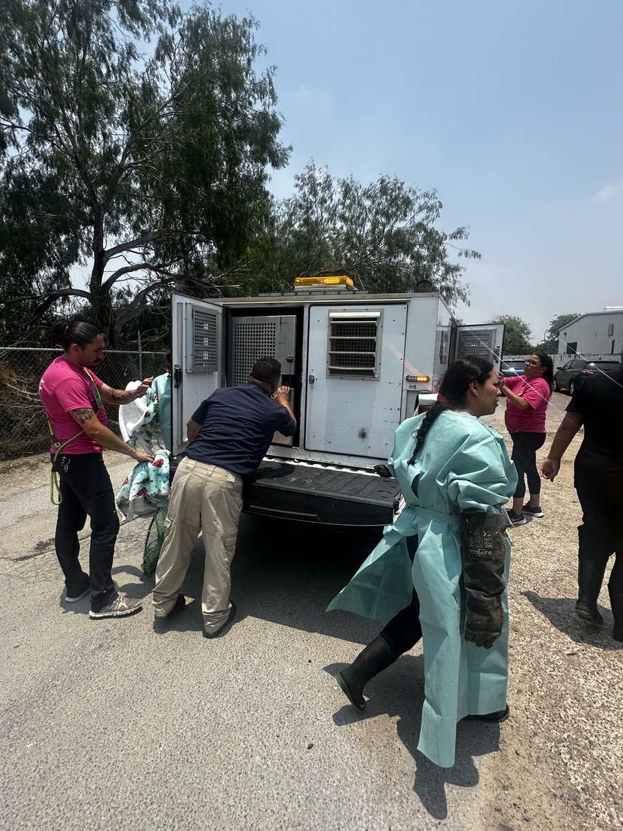 🚨Urgent: Hoarding Case🚨 We’ve taken in 63 dogs from a severe hoarding case. Adopters, fosters, and 501(c)(3) rescues, please DM us for more info. Resources are stretched thin and we need help! Click the link to donate: pvastx.org/donate #rgv #riograndevalley #rgv956