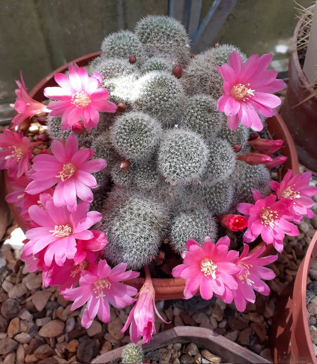 Rebutia hybrid Louisa today. #britishcactusandsucculentsociety