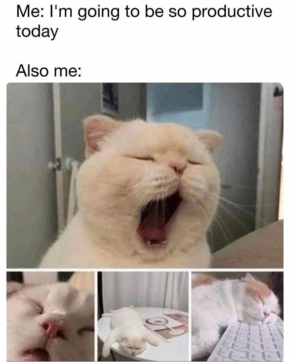 WeAssessCats's tweet photo. It's me everyday 😀 https://t.co/2iPLmvLX45