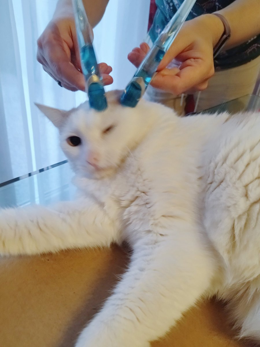 Рога Дань Хэна больше всего идут котам 😂
<a href="/Tavi26695634/">Tavi</a> <a href="/TaviCosplay/">TaviCosplayProps</a>