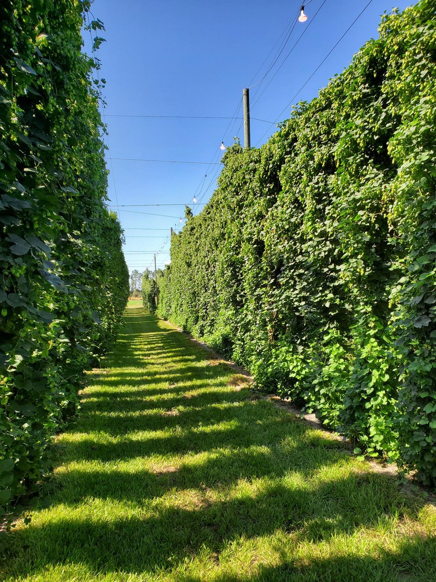 IR4_Project's tweet photo. IR-4's Southern Region Assistant RFC,  Kristen Searer-Jones, just attended a hop field day near Tampa, FL. Pictured are 5-year-old Cascade hops on the vine and a harvest demo by @UF_IFAS researcher Dr. Gary Vallad. What an impressive crop! 🍻 #hops #pestmanagement #ir4project https://t.co/aziwkwsHKu
