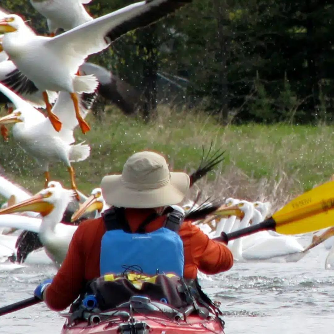 1_Mississippi's tweet photo. We're proud to feature "Headwaters: Paddling Through Climate Change"  - Thurs. June 6 at 7pm Central - as part of #RiverDaysofAction 2024. With stunning visuals and music, plus interviews with experts, including an Indigenous elder who suggests solutions.  https://t.co/8Rnwg0occZ https://t.co/nH5UWoOI1m