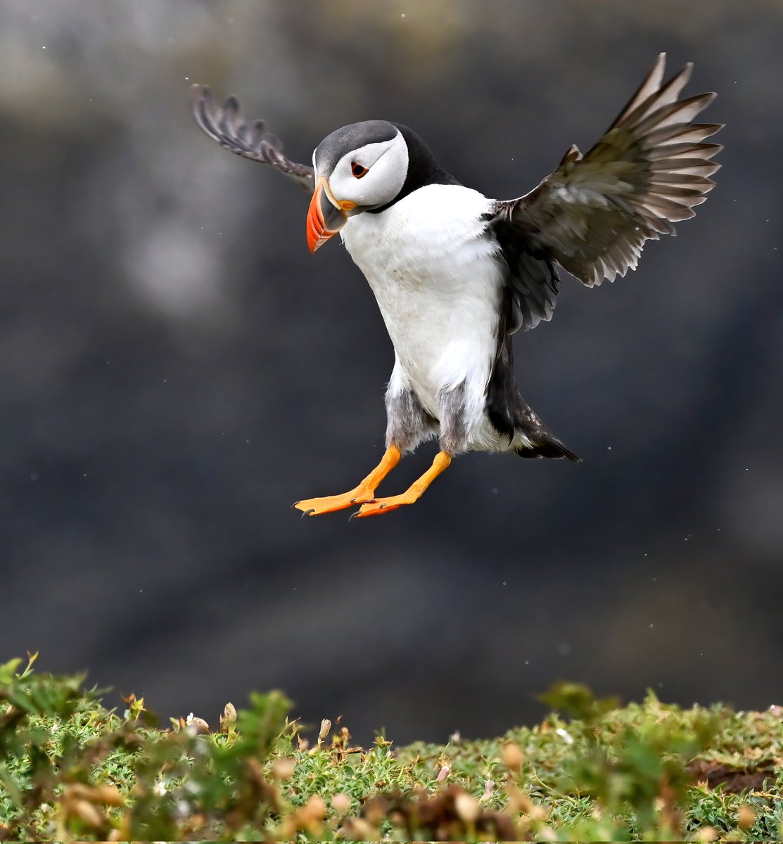 CarlBovisNature's tweet photo. ⬆️ Just so everyone is aware.. I filmed this clip myself, on Skomer Island in Pembrokeshire.😊
 I'm usually a bird photographer, but couldn't resist whipping out my phone to record this rainbow-beaked sea clown going on his merry way.😁
 Here's a Puffin taking the winged route.🐦 https://t.co/uT3e4tqzc1