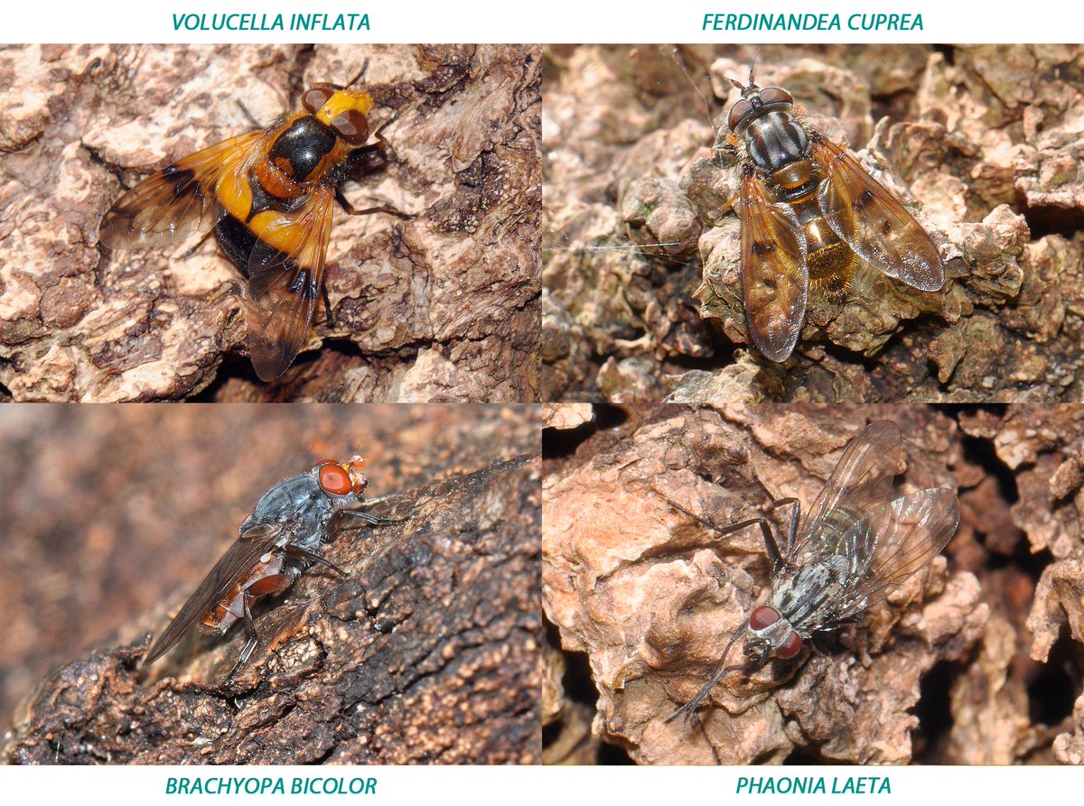 NatureBureau tweet media