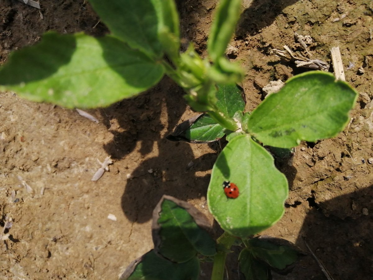Suikerbieten en veldbonen... Veldbonen trekken zwarte bladluizen aan en lokken zo de nuttigen om de virusdragende luizen te bestrijden. #misbetter #suikerbiet #agriculture