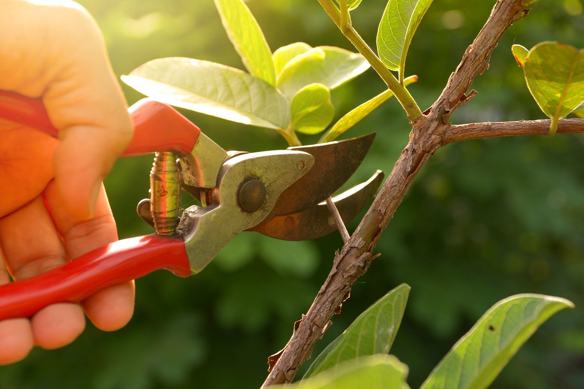 G2GMinistries's tweet photo. Pruning Calendar https://t.co/qc7pSQIvr5 https://t.co/VH2olHj16R
