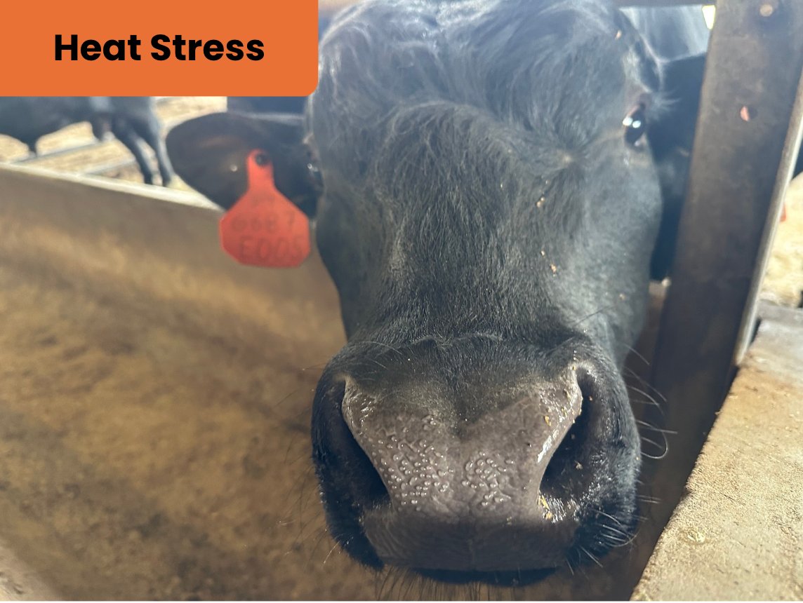Temperatures above 80 degrees Fahrenheit put cattle under heat stress. Check the cleanliness and refill rate of water tanks. Try to provide 3 linear inches per head for water space to allow simultaneous drinking access. Don't forget to keep an eye on the humidity index!