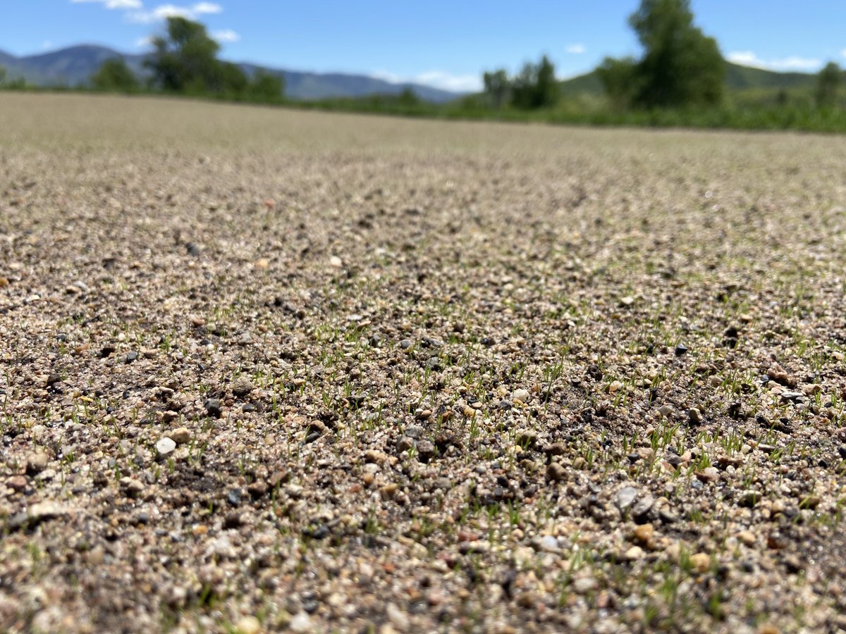 👊🏻 <5 days. Still gets me excited after many years of growing in greens.😅⁦<a href="/bentgrassdoctor/">Richard Hurley, PhD</a>⁩ of course it’s a #superbent. 
#RUturfgrass #LifeElevated
