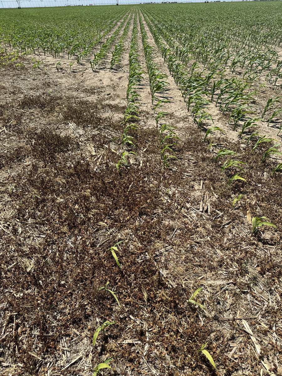 Russell French tweet media