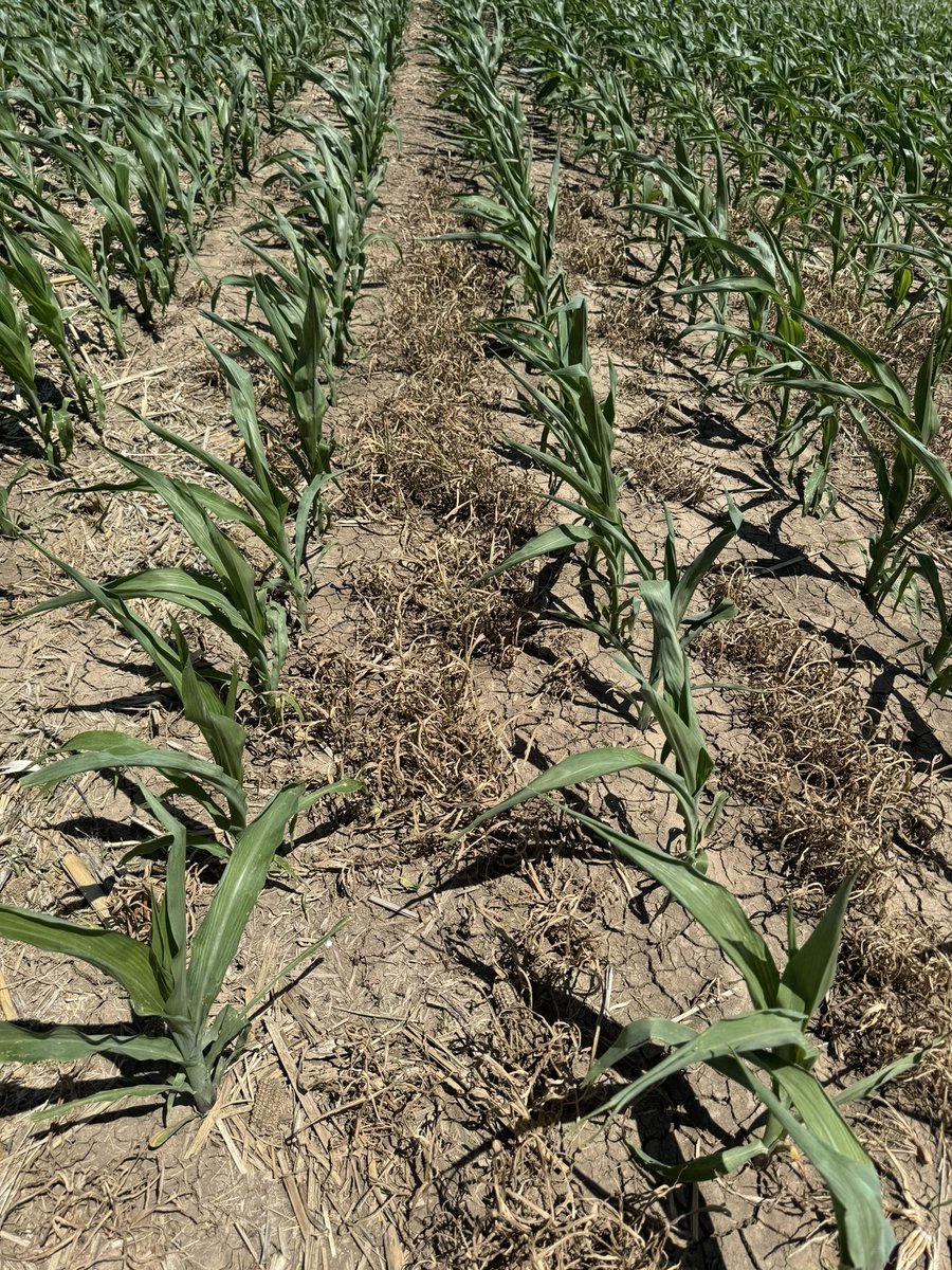 Russell French tweet media