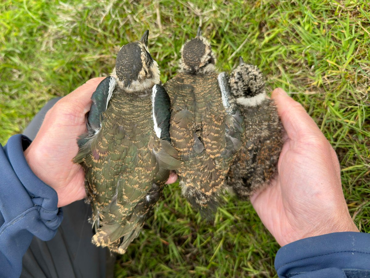 Fair Isle Bird Observatory tweet media