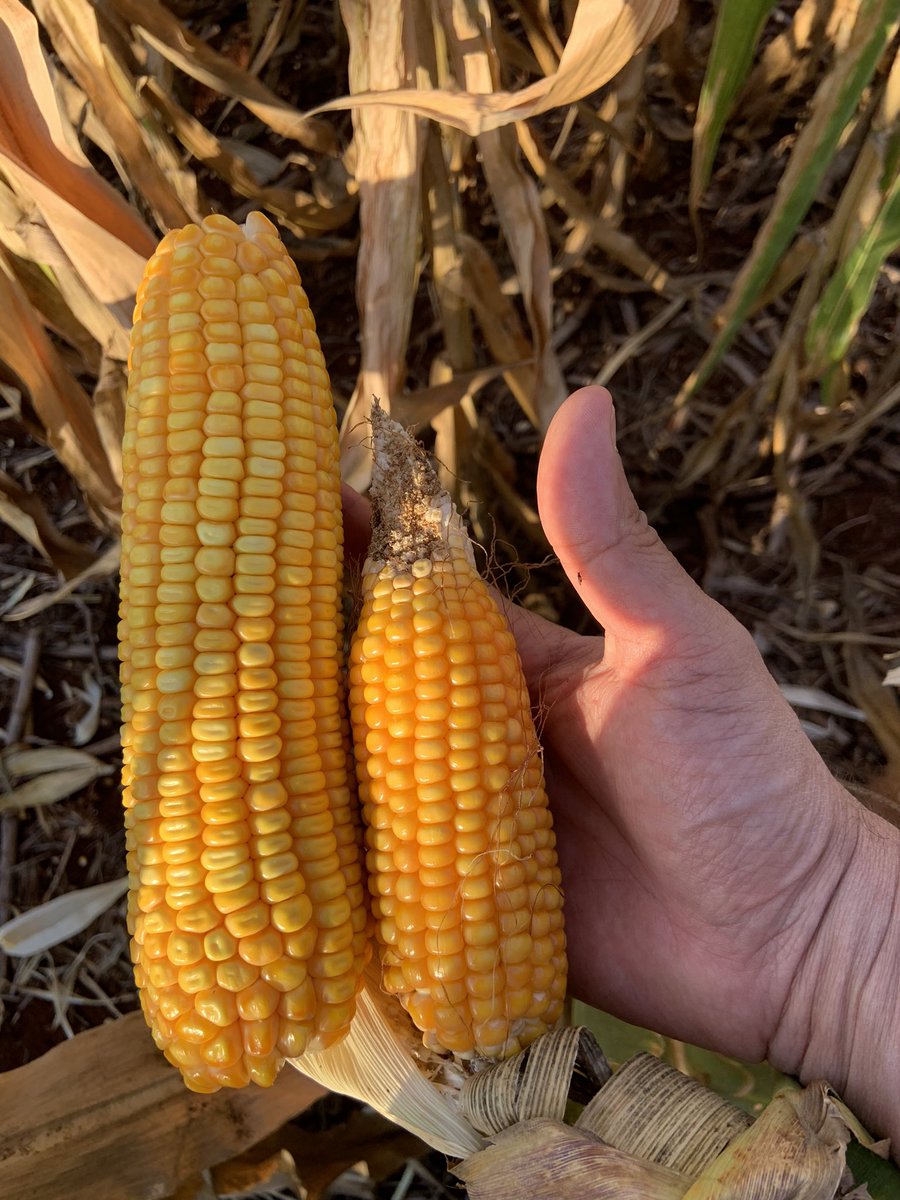 𝙎𝙇𝙀 𝘼𝙂𝙍𝙊🇧🇷 tweet media