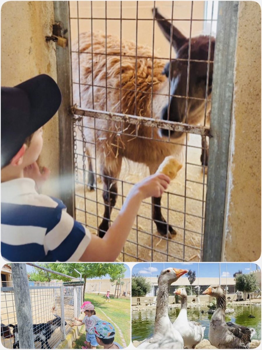 CEIP PEDRO GÓMEZ BOSQUE (Valladolid) (@ceippedrogomezb) on Twitter photo Visita de nuestros alumnos de infantil y 1o de primaria a La Era de las Aves; un centro de recuperación de animales en <a href="/FresnoElViejo/">Fresno El Viejo</a> Han aprendido disfrutando. <a href="/AmpaCanal/">AMPA Canal de Castilla. CEIP PEDRO GÓMEZ BOSQUE</a> <a href="/educacyl/">Educación JCyL</a> <a href="/cfievalladolid/">CFIE VALLADOLID</a> <a href="/AyuntamientoVLL/">Ayto. de Valladolid</a> Visita de nuestros alumnos de infantil y 1o de primaria a La Era de las Aves; un centro de recuperación de animales en <a href="/FresnoElViejo/">Fresno El Viejo</a> Han aprendido disfrutando. <a href="/AmpaCanal/">AMPA Canal de Castilla. CEIP PEDRO GÓMEZ BOSQUE</a> <a href="/educacyl/">Educación JCyL</a> <a href="/cfievalladolid/">CFIE VALLADOLID</a> <a href="/AyuntamientoVLL/">Ayto. de Valladolid</a>