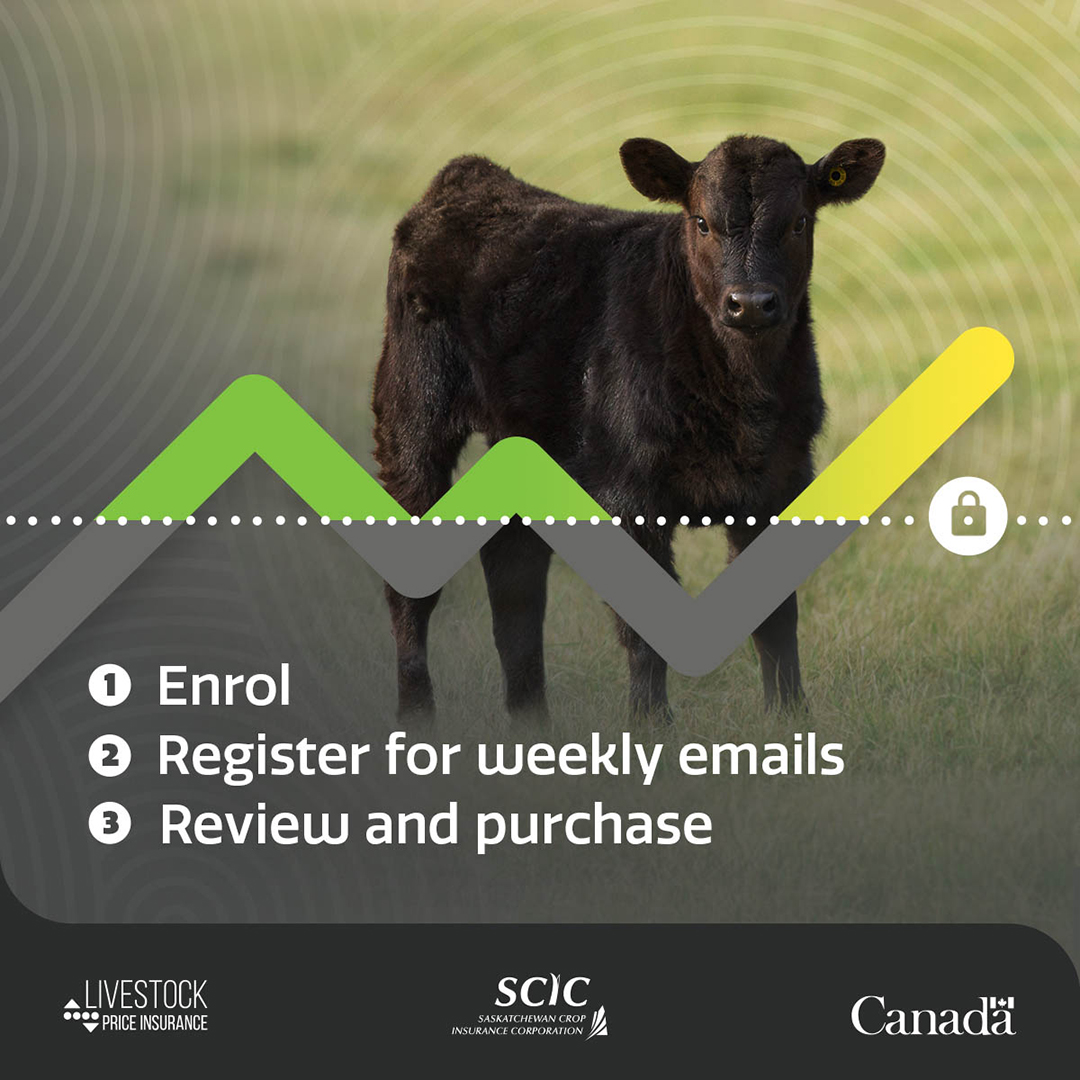 You've worked hard to raise your calves. Make sure you're protected from unexpected price drops with Livestock Price Insurance. 

LPI calf policies are available until June 13. Visit lpi.ca.
#LPI #SaskAg #saskbeef <a href="/SK_StockGrowers/">SK Stock Growers</a> <a href="/SaskCattlemens/">Sask Beef</a>