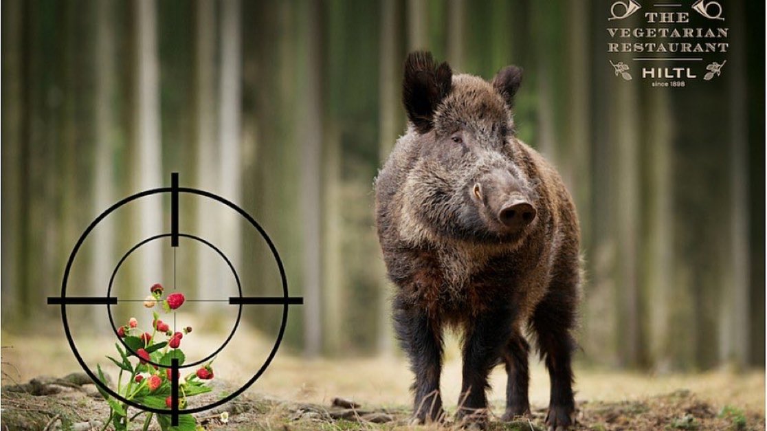 faunabeschermin's tweet photo. Kein Tier im Visier 📯🐗 #nietsneuvelbereid #Hiltl https://t.co/38CFRExDu7
