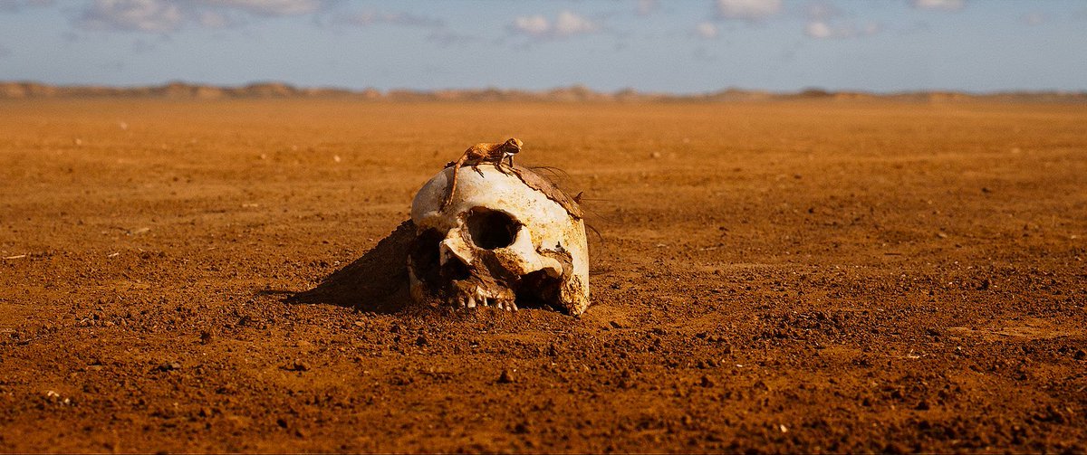 TheCinesthetic's tweet photo. furiosa (2024) dir. george miller https://t.co/ObBQnEAf1m