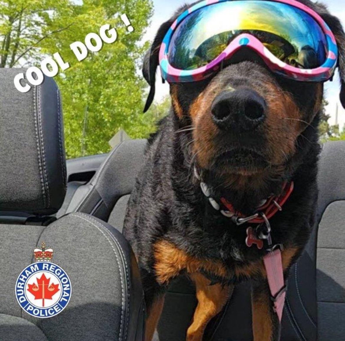 West Division DRPS tweet media