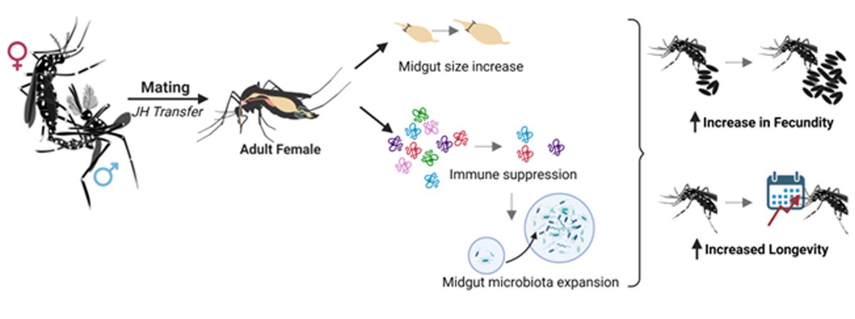 MabelLTaracena's tweet photo. 🦟📢 It is finally out in @CommsBio! This has been one of my favorite papers to work on. It was incredibly exciting to find new links between midgut growth, hormonal regulation, gut microbiota, and mosquito reproduction! https://t.co/2FxJE4fI5b Here's a summary of what we saw: https://t.co/1coAbRscDm