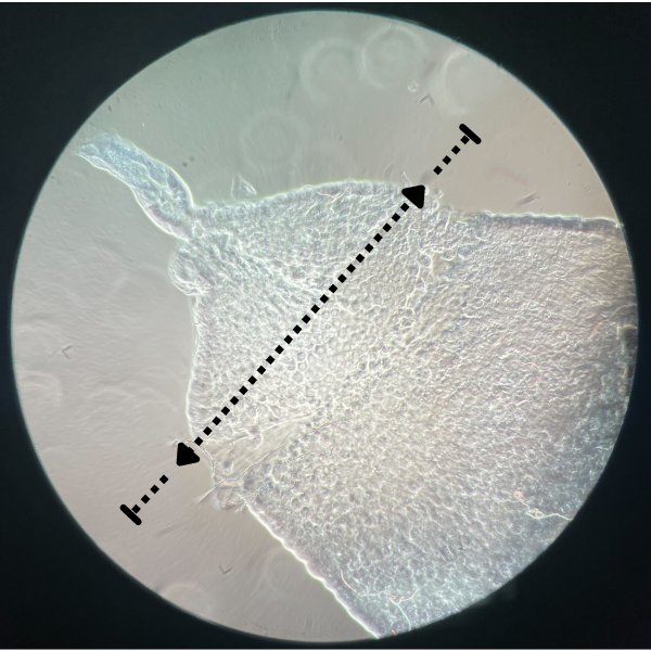 MabelLTaracena's tweet photo. 1️⃣ Mating &amp; Midgut Growth: Mated female mosquitoes show a significant increase in midgut size compared to virgins, with JH alone replicating this effect. This growth is linked to increased mitotic cell activity. #GutSize #MosquitoFeeding https://t.co/8in3zIglaR