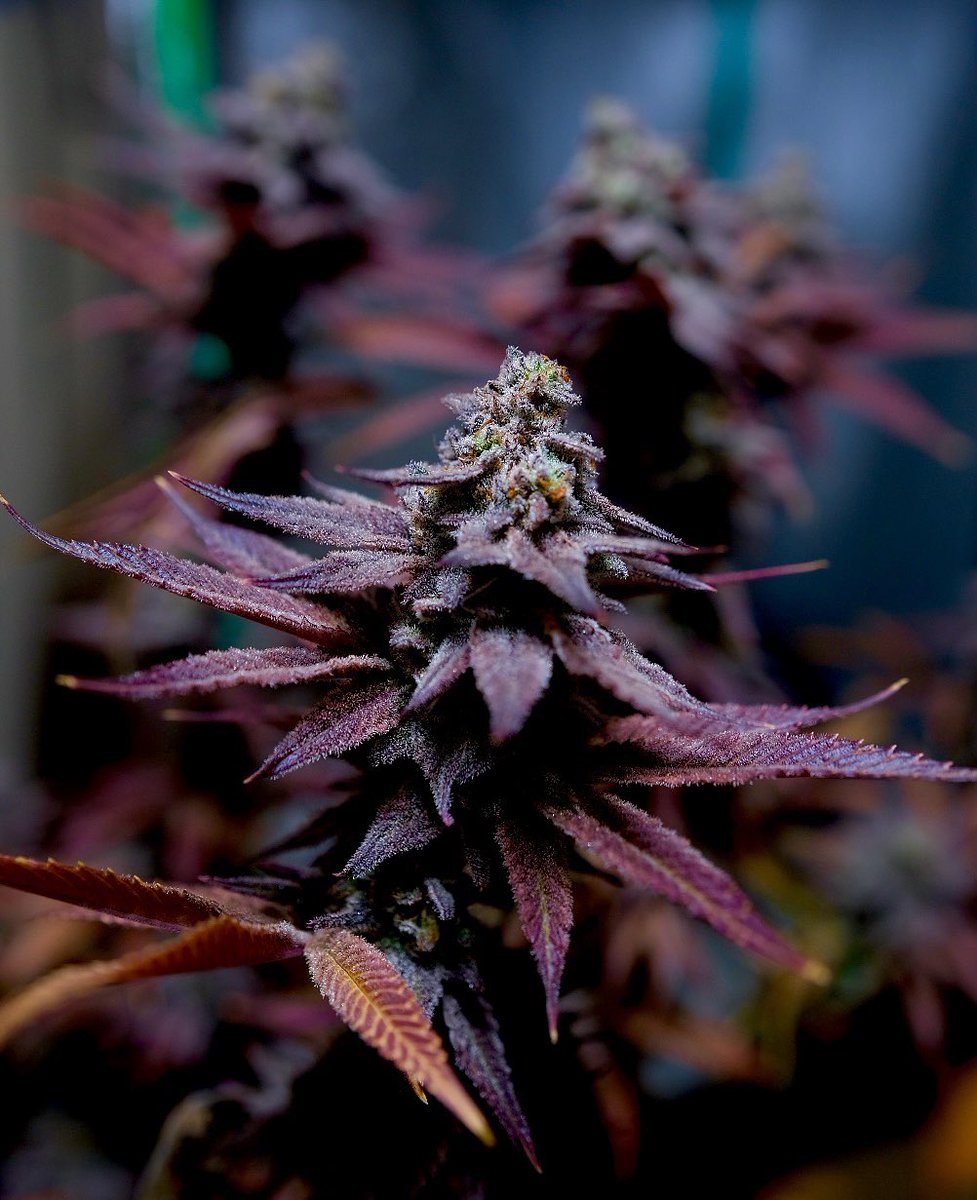 Mr_WindowsUp's tweet photo. GirlScout Cookies Harvest 🤩 #homegrown #Humboldt https://t.co/dswSL4KrQp