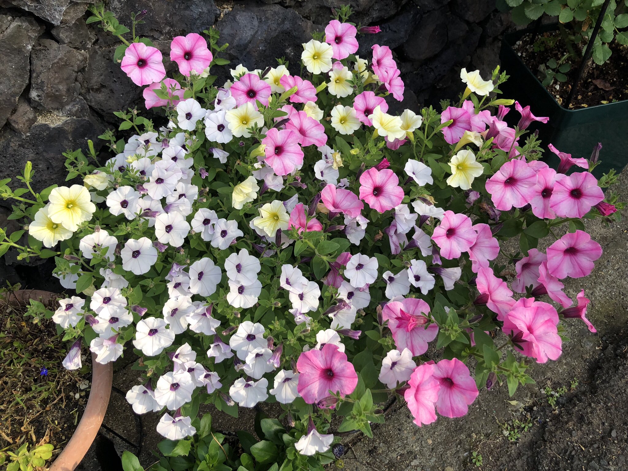 たんぽぽりんページ ヴィンテージ着物の布絵 たんぽぽ 藍の型染 タペストリー