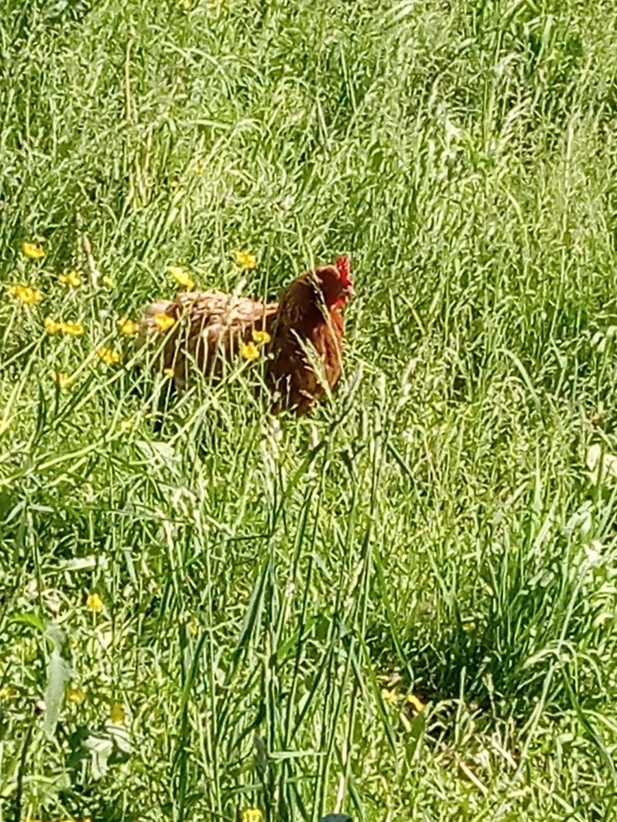 HillSimple's tweet photo. Our house chicken whom has 1 leg has finally started laying us eggs again after an almost 2yr recovery from a nasty leg injury. 

I ran her over 

She now resides in the house

No I felt bad I couldn't kill her

Not so worthless. https://t.co/DlREvaAtKH
