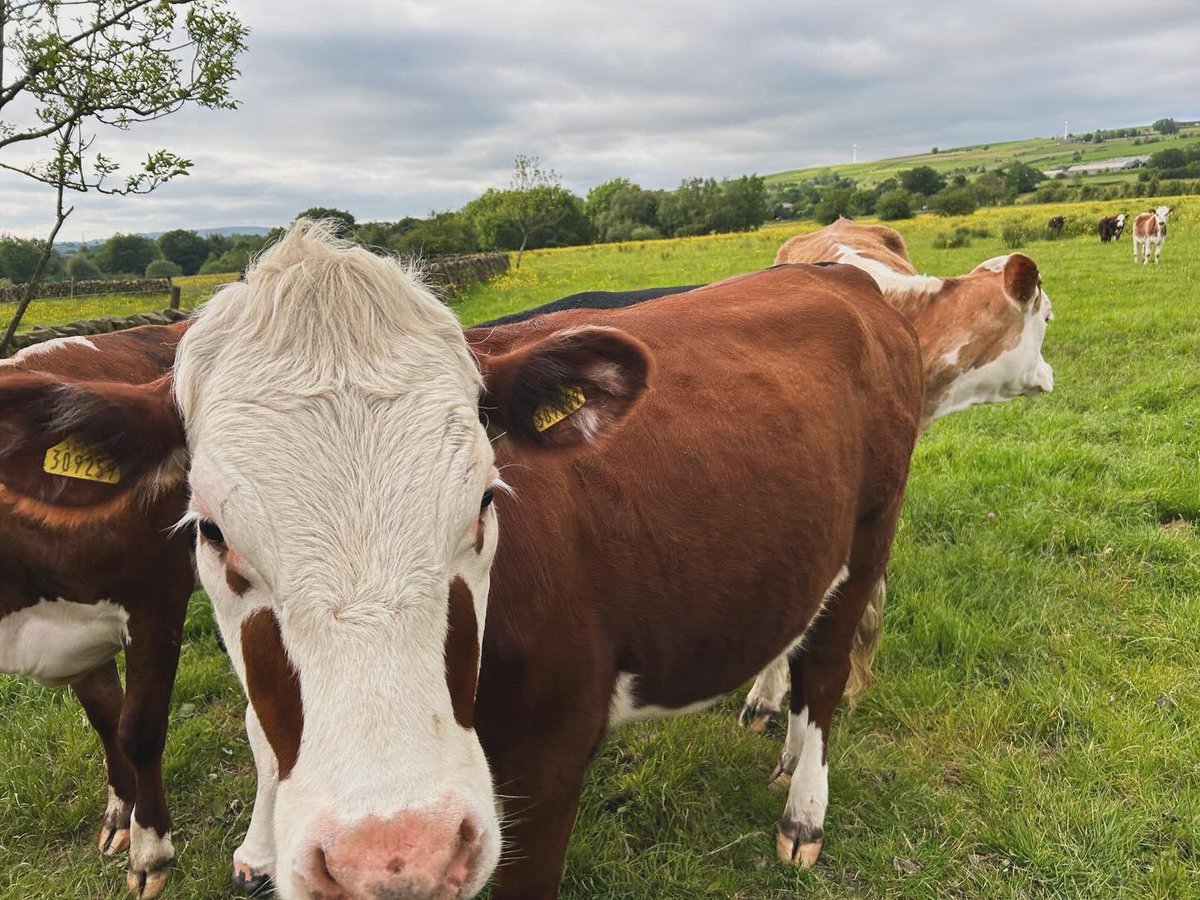 bernardsfarmuk's tweet photo. What a “drive-thru” looks like when you’re a farm kid… 🙃 😎 🐄 👩‍🌾 👫👫

#stockcheck #tenantfarmer #farmkids #nativecattle #farmkidlife #farmingfamily #uplandfarming #herefordcattle #moo #staffordshiremoorlands #peakfarmer #landrover https://t.co/lZbp7aXFCS